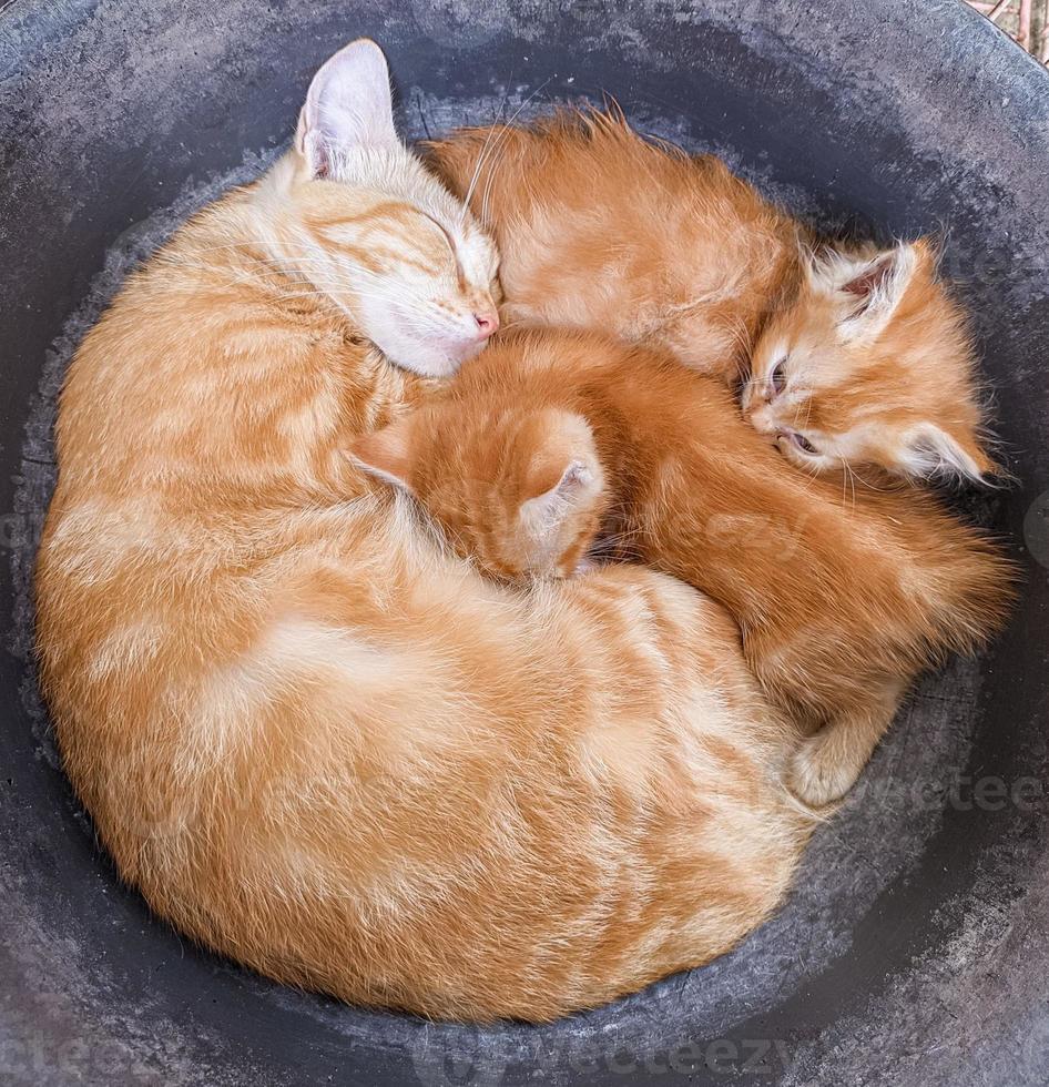 les chats s'endorment entre la mère et ses deux enfants photo