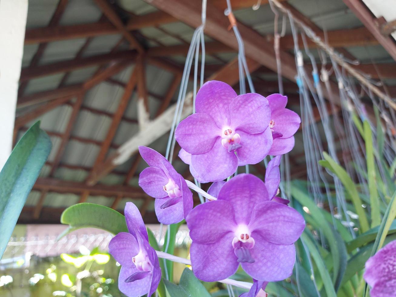 concentrez-vous de manière sélective sur la beauté de l'orchidée bleue pure wax vanda dans le jardin. arrière-plan flou. photo