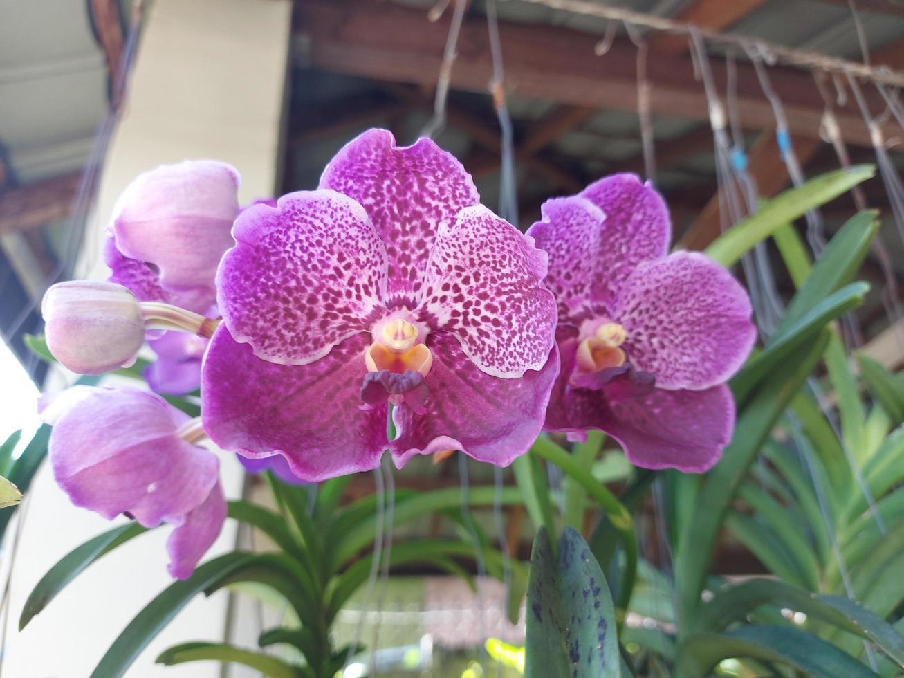 concentrez-vous de manière sélective sur la beauté de l'orchidée bleue pure wax vanda dans le jardin. arrière-plan flou. photo