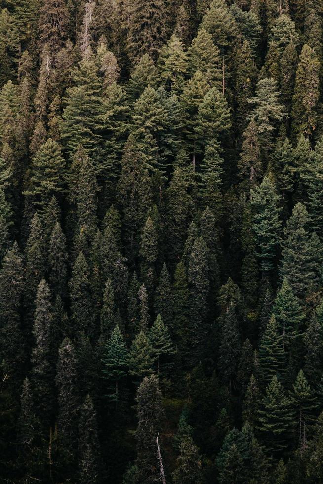 pins verts dans les bois photo
