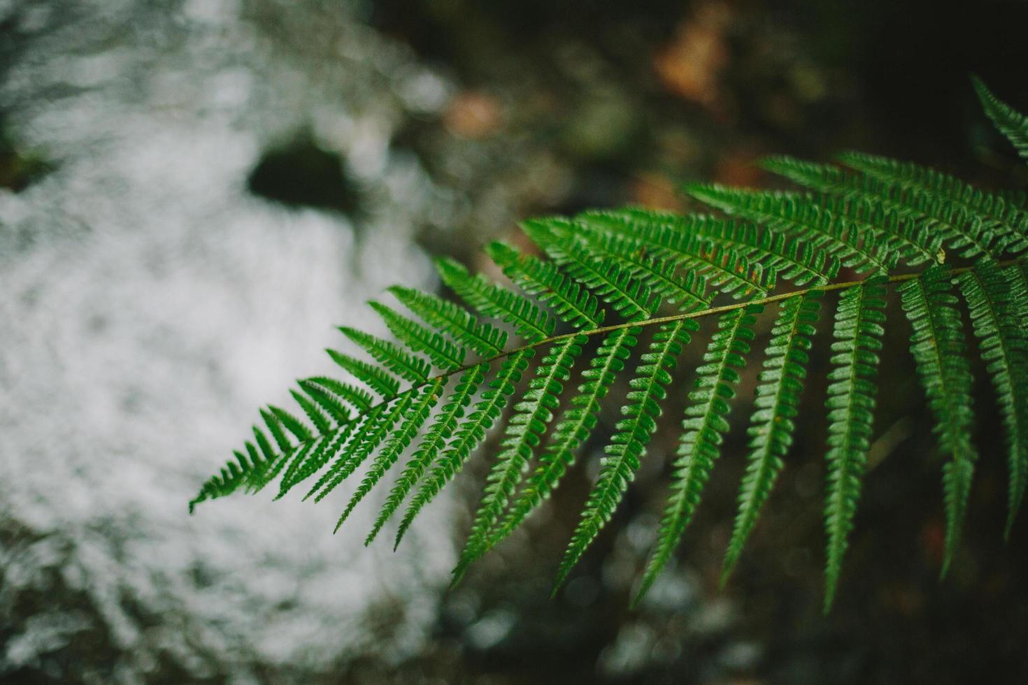 feuille de fougère devant un ruisseau photo