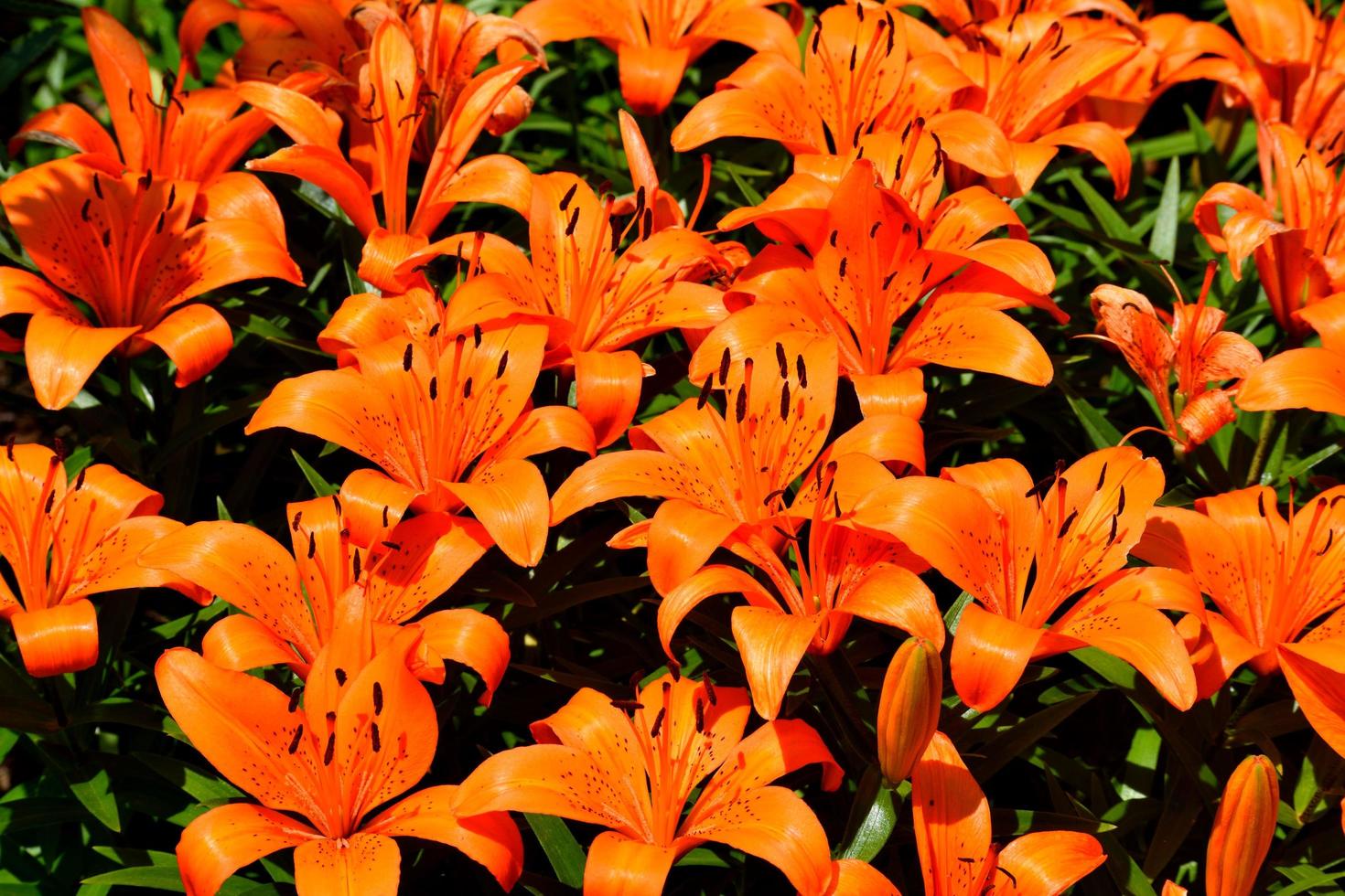 lys orange vif photo