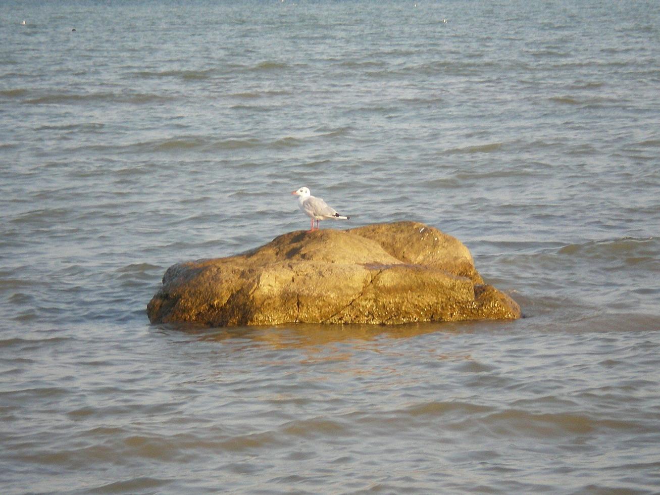 mouette debout sur un rocher. la côte de la mer d'azov photo