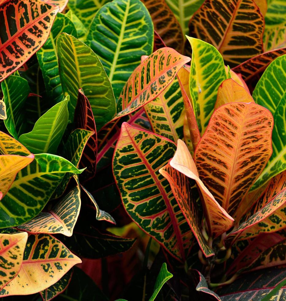 plante de croton colorée photo