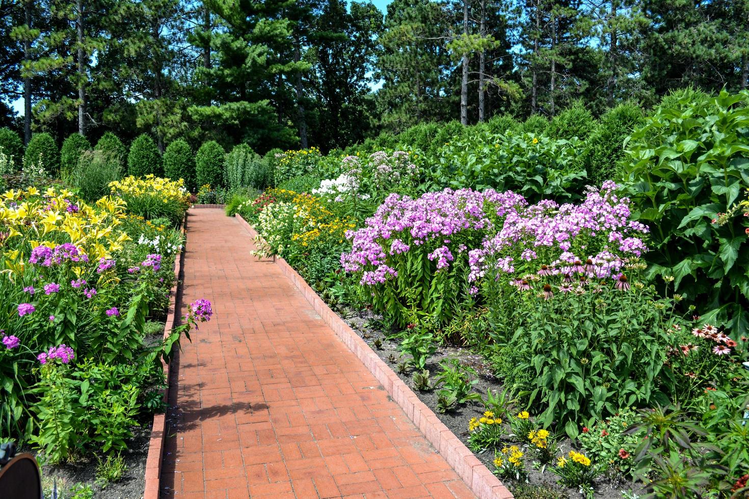 fleurs le long d'un chemin photo