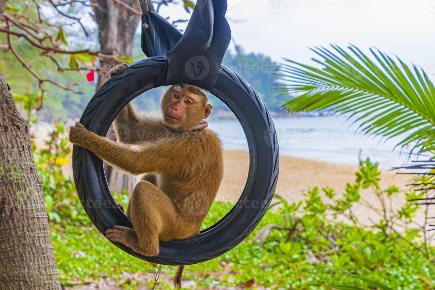 singe macaque enchaîné sur des pneus dans la jungle sur la plage en thaïlande. photo