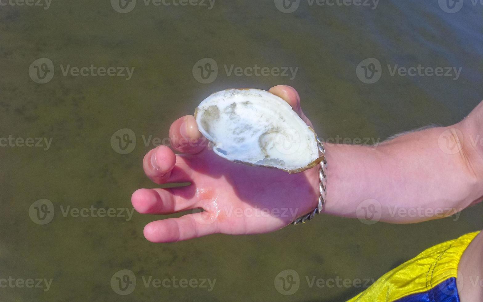 moules crabes vasières randonnées sur la côte de la mer du nord allemagne. photo