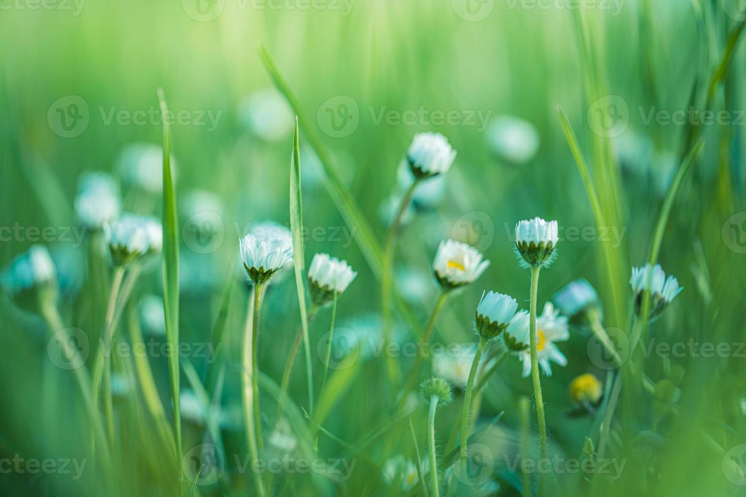 marguerites marguerite sur Prairie au coucher du soleil. fleur de printemps dans le champ forestier. couleurs pastel paisibles, coucher de soleil flou arbres bokeh, prairie d'herbe verte et fleurs de marguerites blanches. nature idyllique gros plan campagne photo