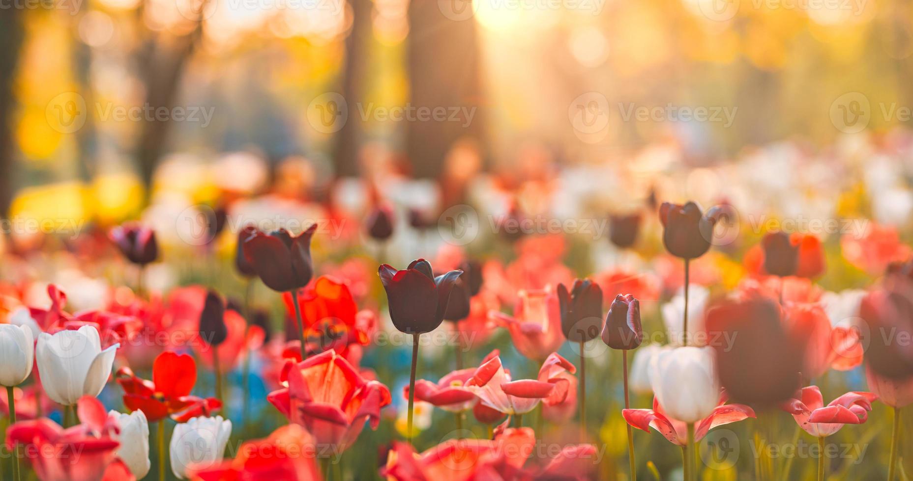 beau bouquet de tulipes rouges roses et blanches dans la nature printanière pour la conception de cartes postales et la bannière web. nature romantique et amoureuse avec paysage flou flou. nature étonnante, prairie de la flore du soleil photo