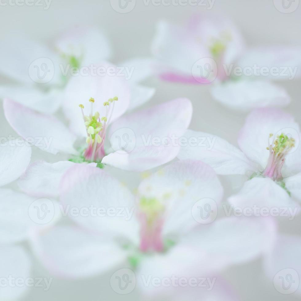 fleurs blanches flottant dans l'eau photo