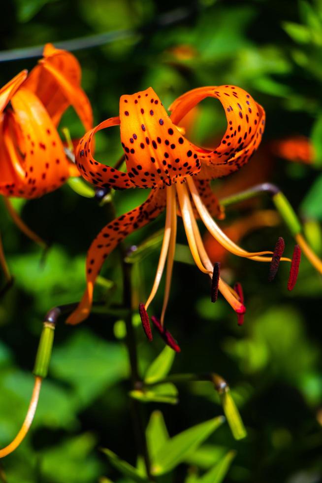 une fleur mouchetée photo