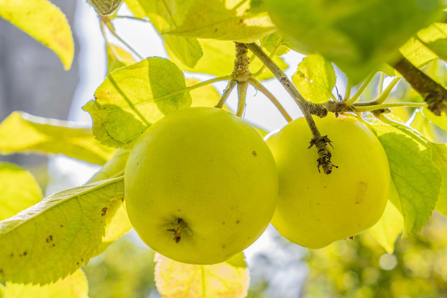 pommes vertes sur l'arbre photo