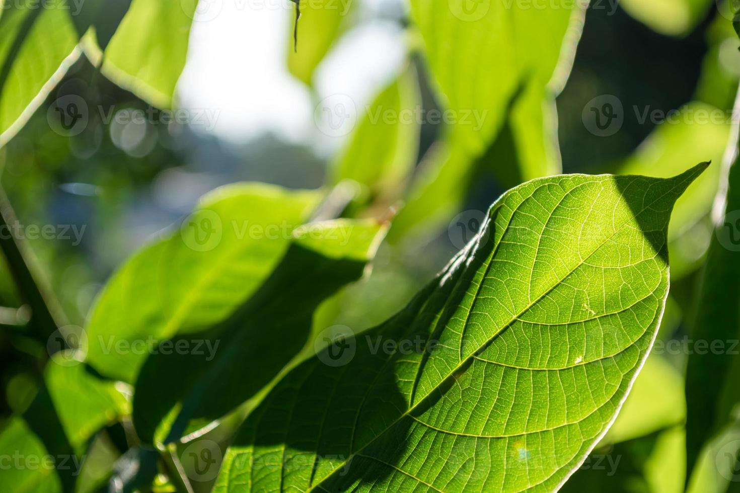 feuilles vertes se bouchent. photo