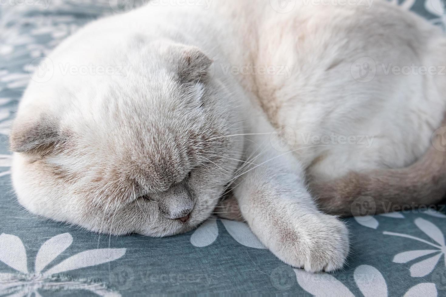 drôle de chat britannique blanc domestique à poil court dormant à l'intérieur à la maison. chaton se reposant et se détendre sur un canapé bleu. concept de soins pour animaux de compagnie et d'animaux. photo
