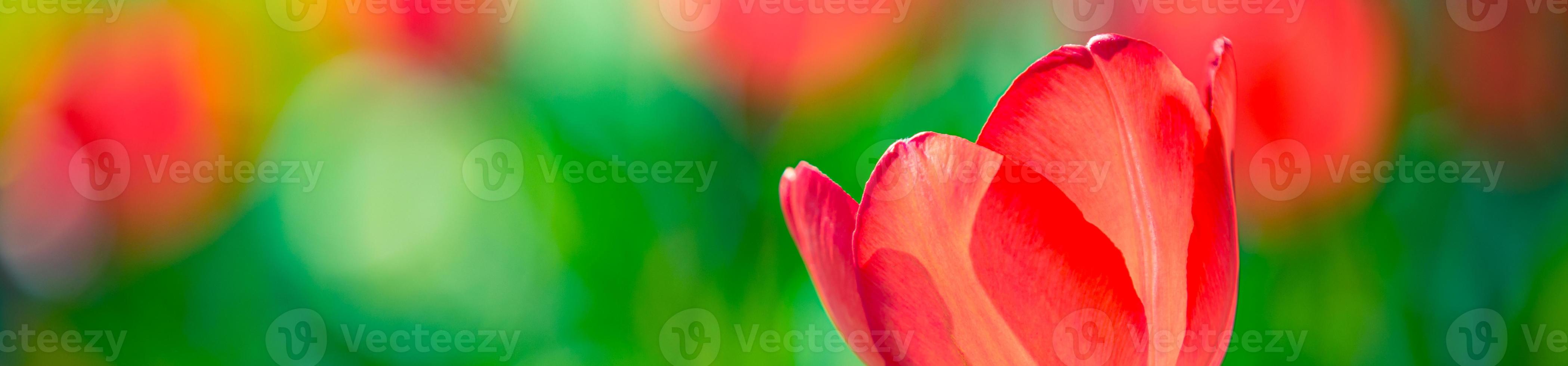 beau panorama de bouquet de tulipes rouges blanches et roses dans la nature printanière pour la conception de cartes et la bannière web. gros plan serein, paysage de nature florale d'amour romantique idyllique. feuillage luxuriant flou abstrait photo