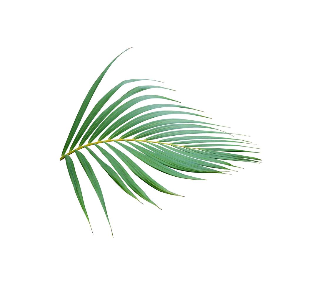 Feuille de palmier vert fronde tropicale arbre isolé sur fond blanc photo