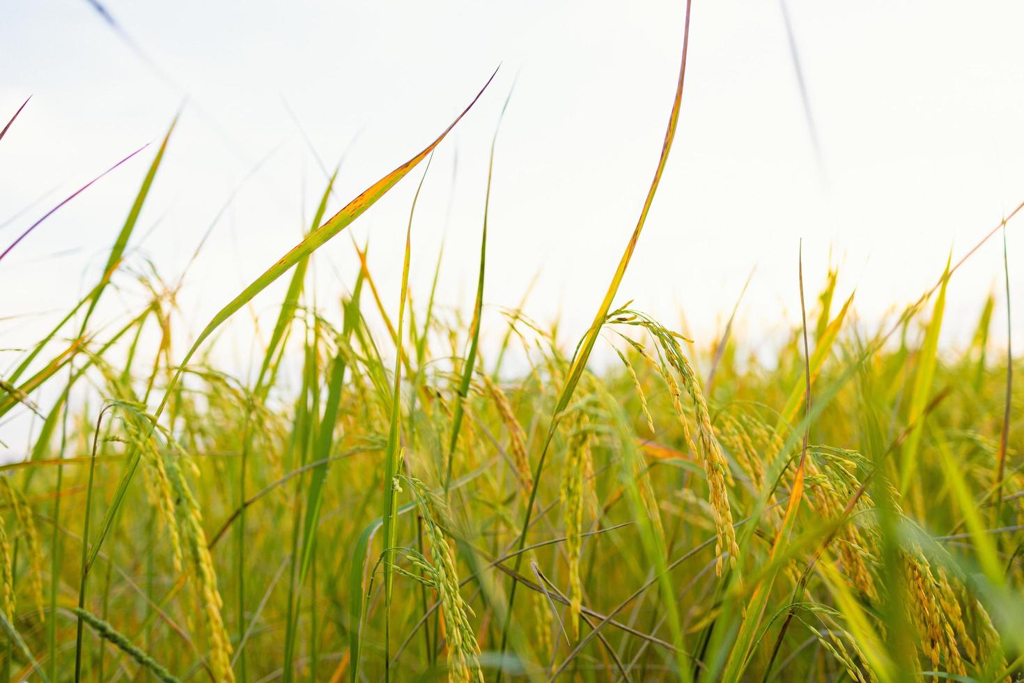 épis de riz dorés dans le champ au coucher du soleil photo