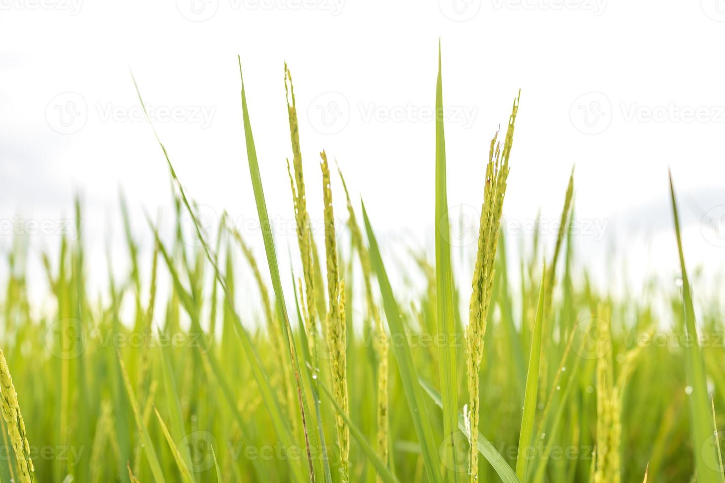 les rizières vertes fraîches dans les champs poussent leurs grains sur les feuilles avec des gouttes de rosée photo