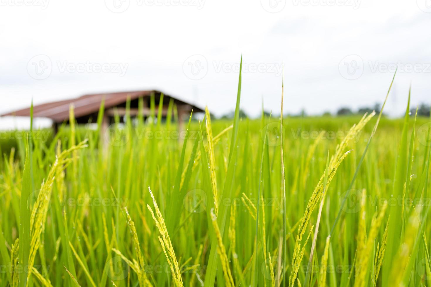 les rizières vertes fraîches dans les champs poussent leurs grains sur les feuilles avec des gouttes de rosée photo