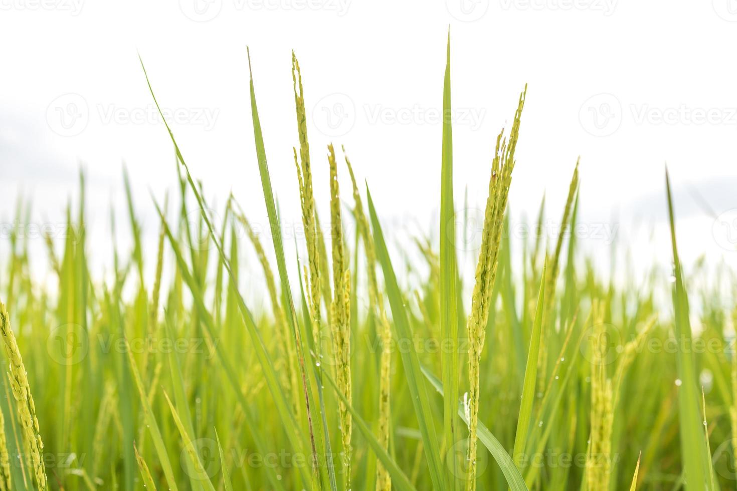 les rizières vertes fraîches dans les champs poussent leurs grains sur les feuilles avec des gouttes de rosée photo