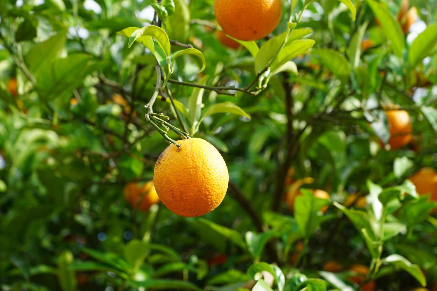 mandarinier dans le parc photo