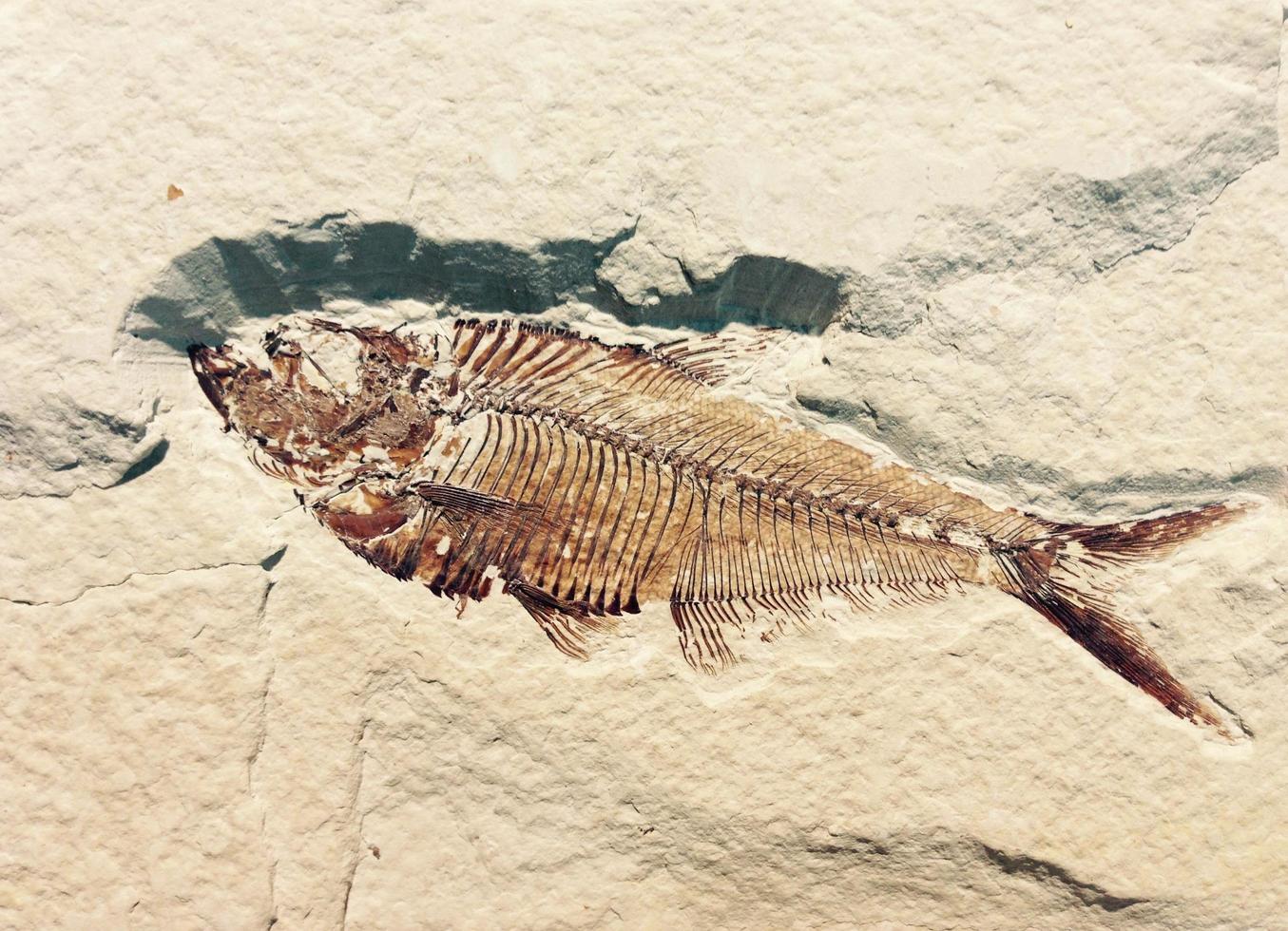 fossile de poisson pétrifié photo