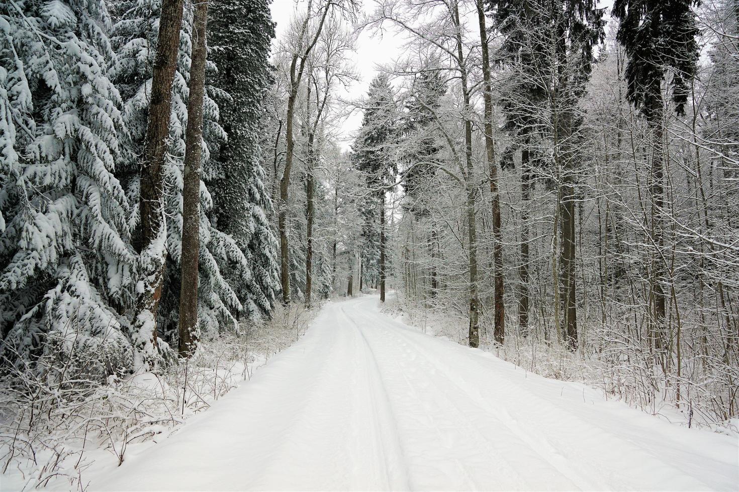 route dans la forêt photo