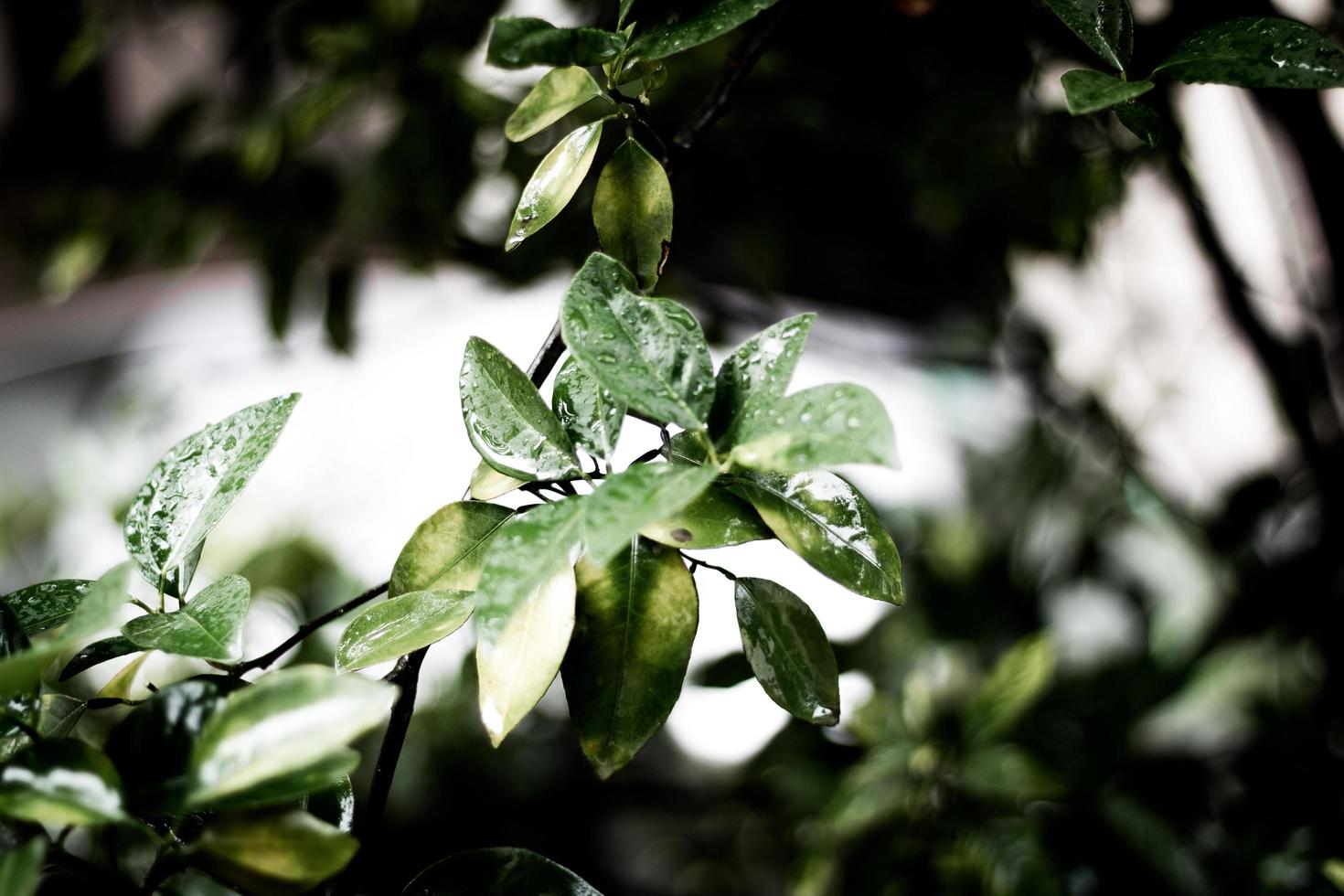 pluie sur les feuilles vertes photo