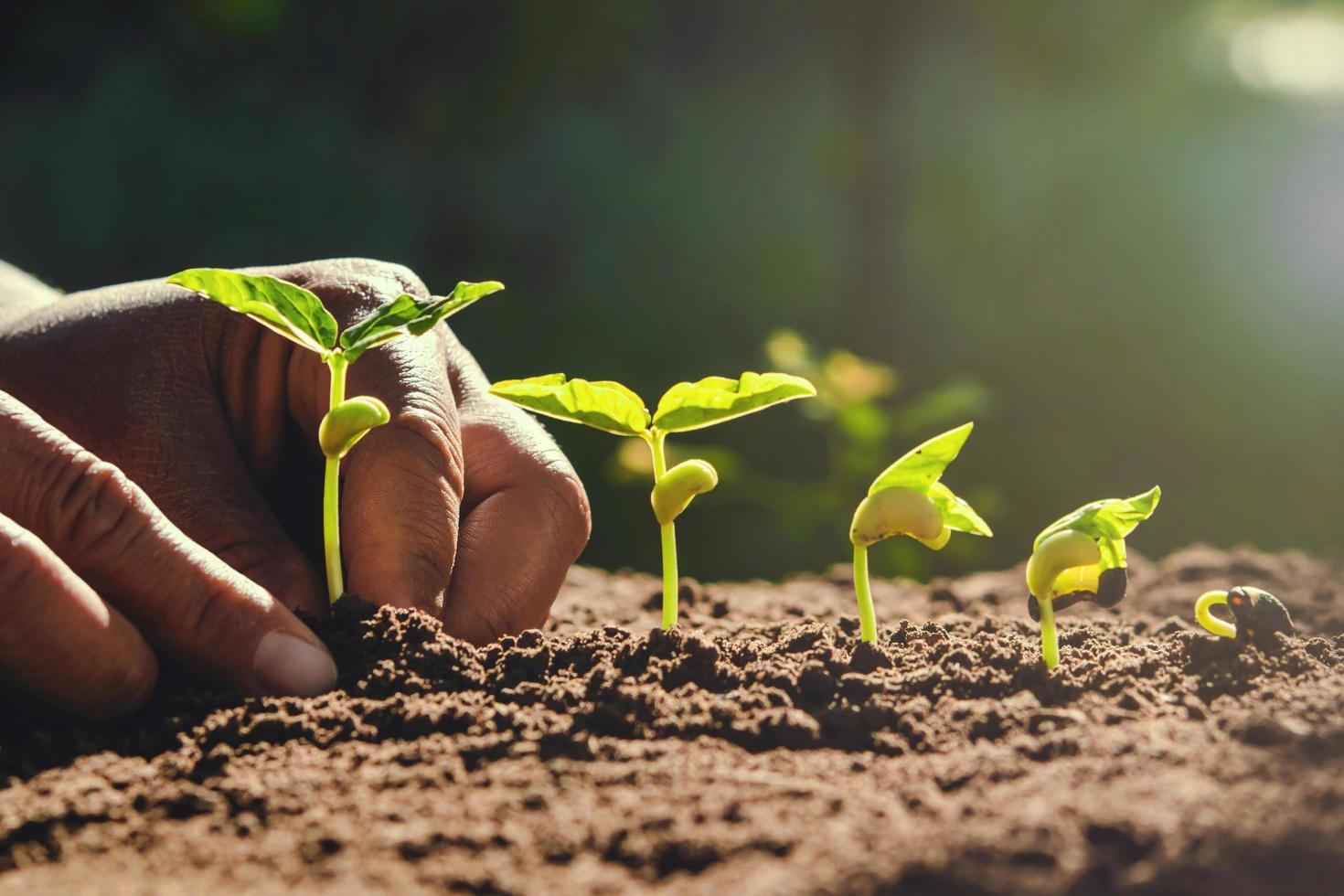 agriculteur plantant des haricots dans le jardin photo