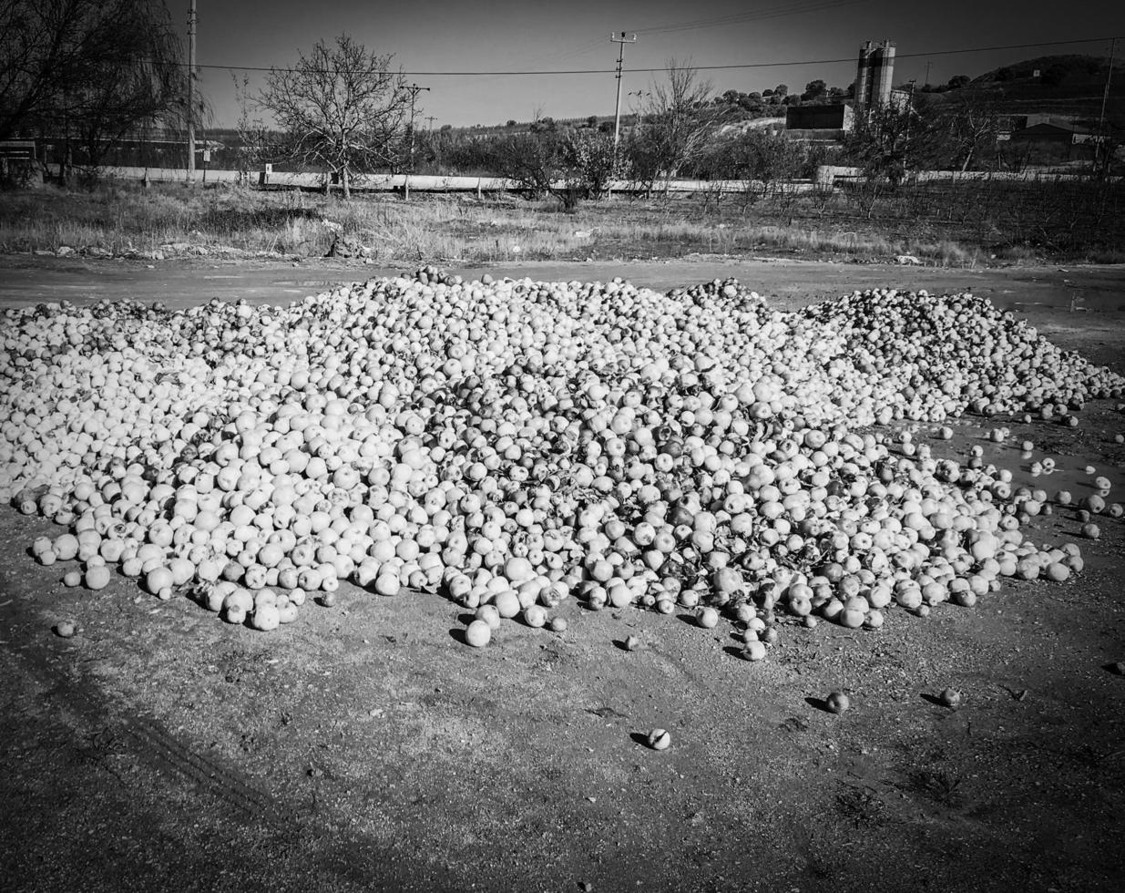 pommes pourries jetées dans la rue photo