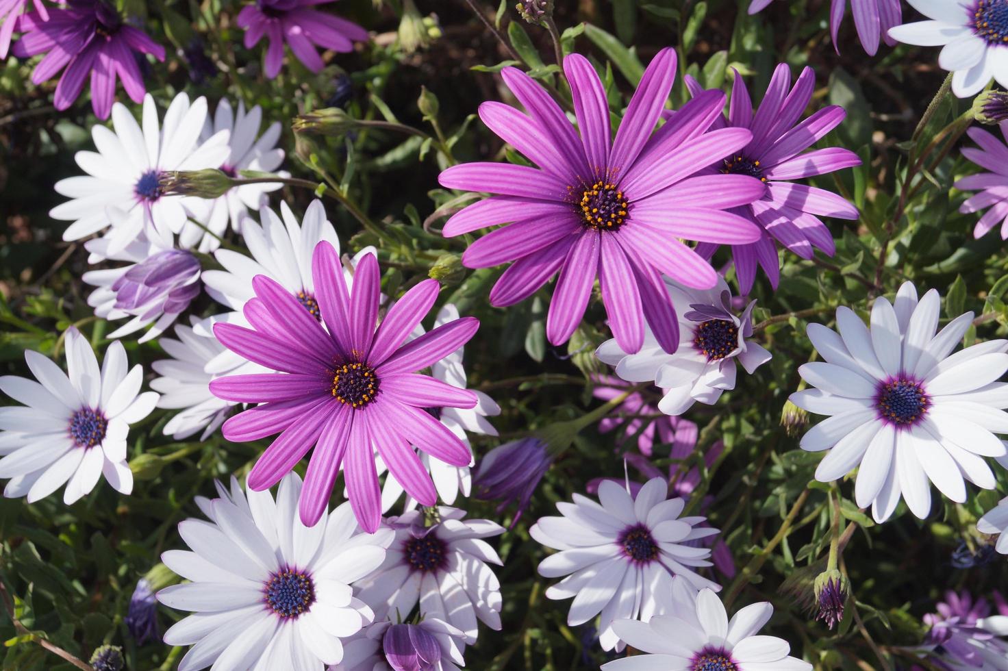 fleurs violettes et blanches photo