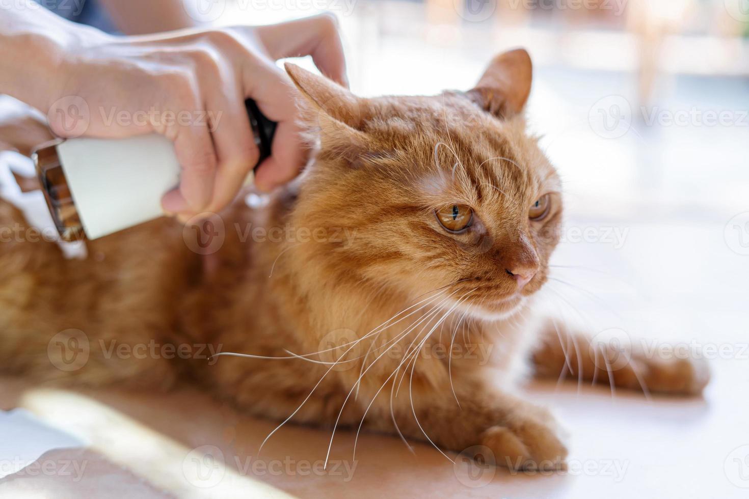 femme appuie sur un bouchon avec une pompe à bouteille en mousse pour se baigner chat nettoyage à sec pour animal photo