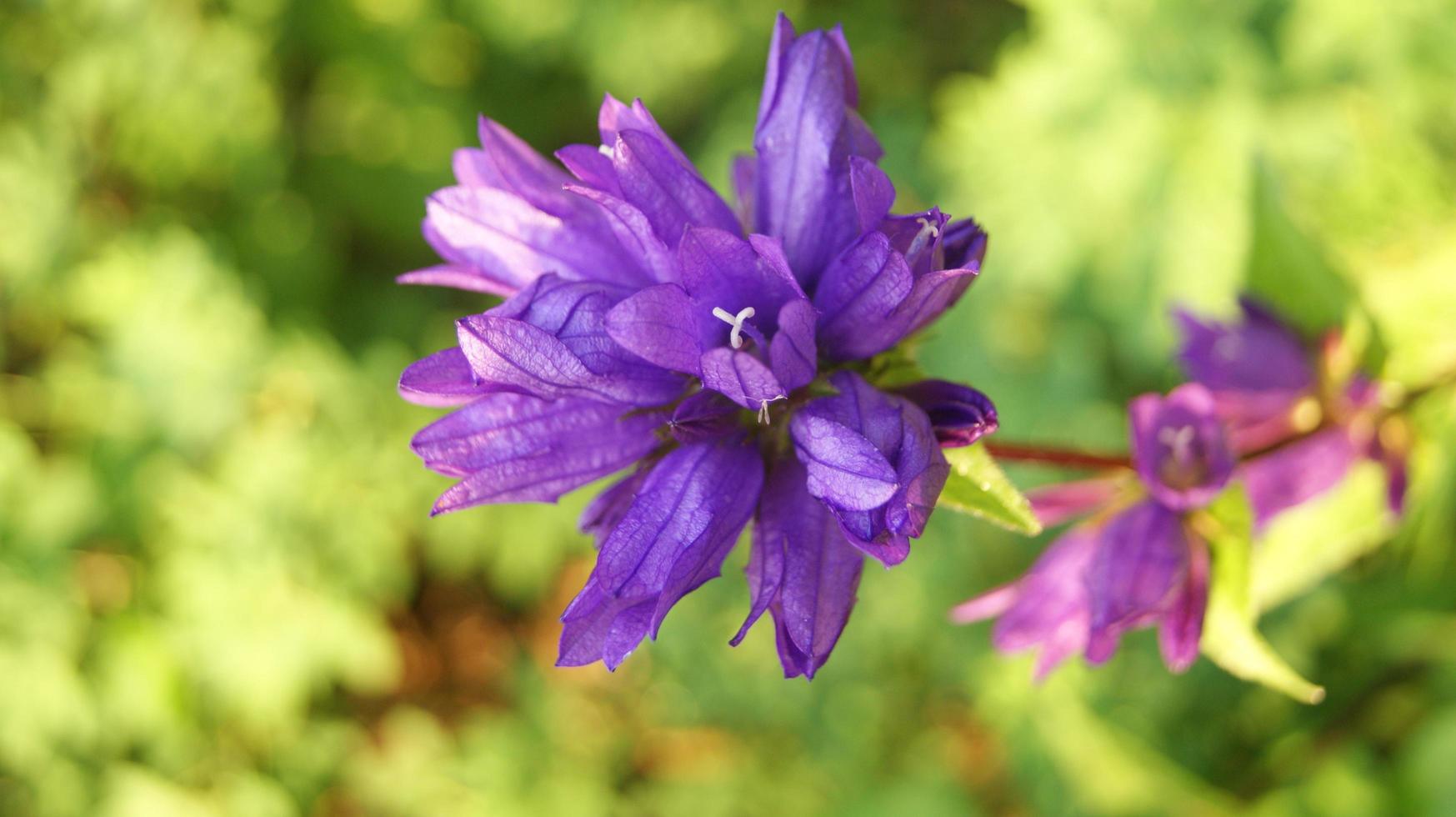 gros plan, de, a, fleur violette photo