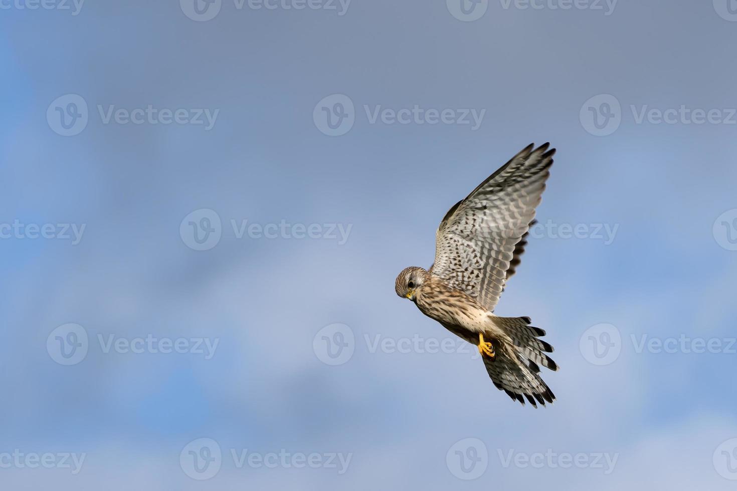 Kestrel planant au-dessus d'un champ près de East grinstead à la recherche d'une proie photo