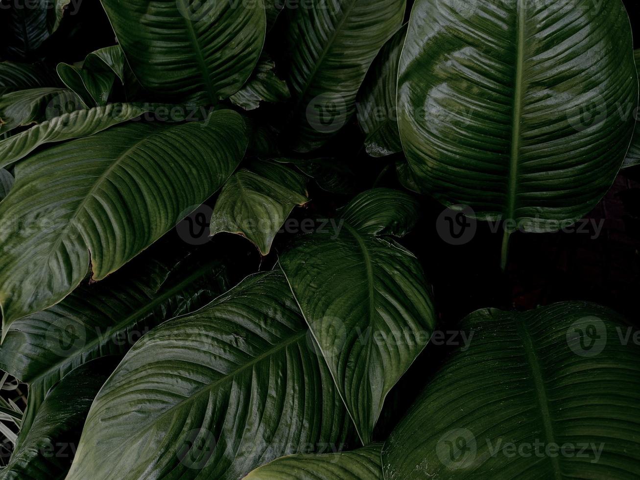 vue sur la nature en gros plan sur fond de feuille verte. mise à plat, concept de nature sombre, feuille tropicale photo