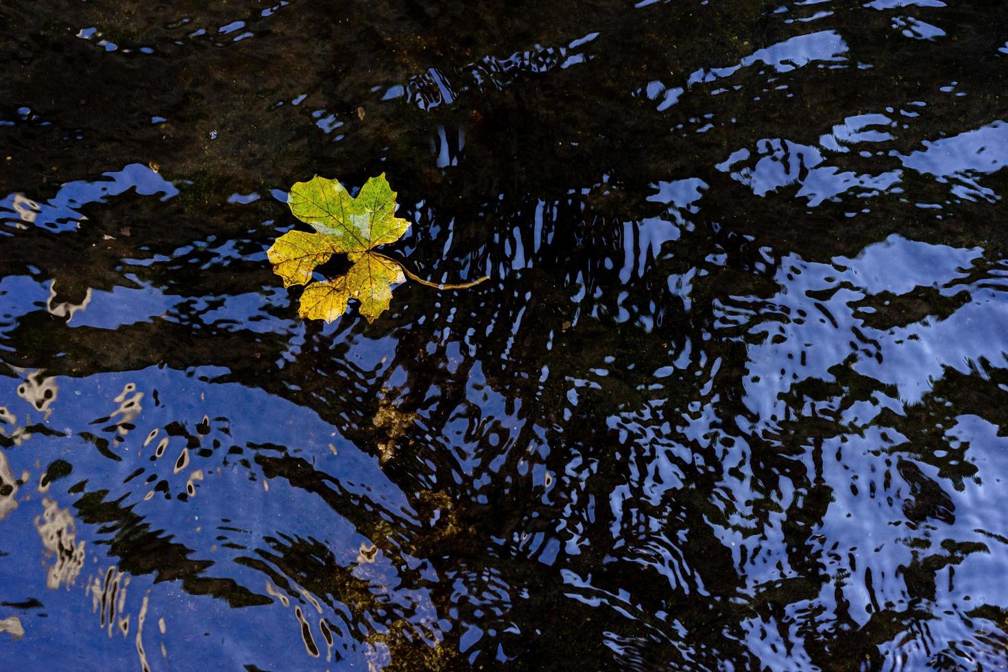 feuille jaune dans l'eau sombre photo