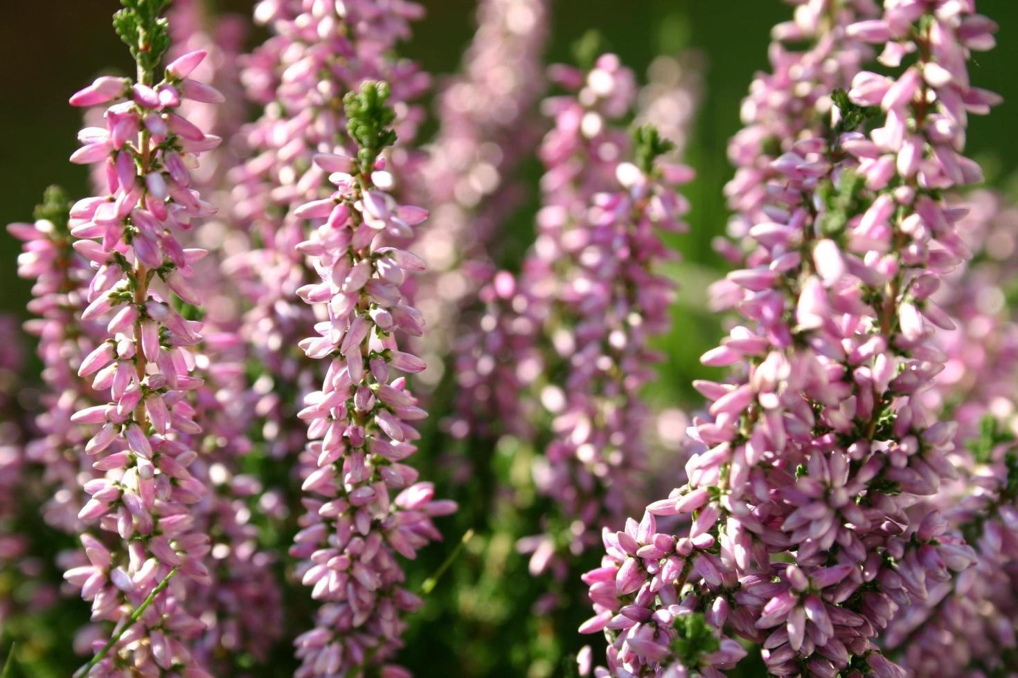 fleurs d'erika dans le jardin photo