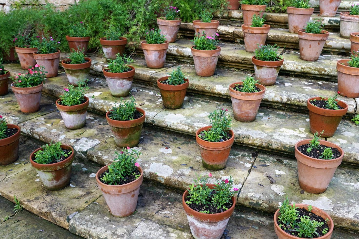 pots de fleurs dans les escaliers photo