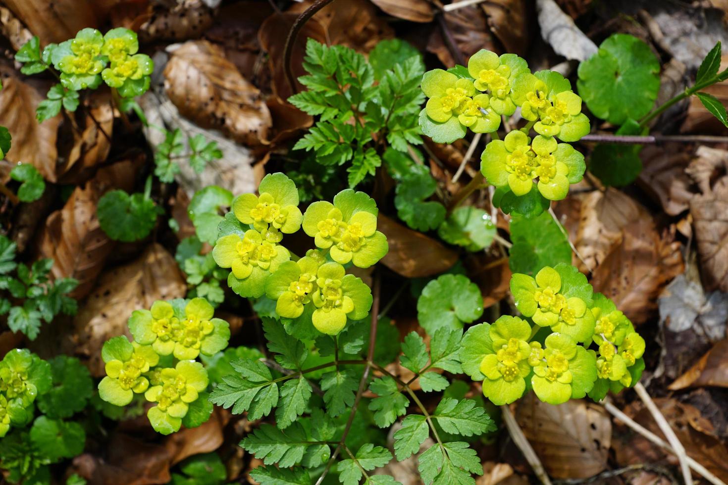 euphorbe dans la forêt photo