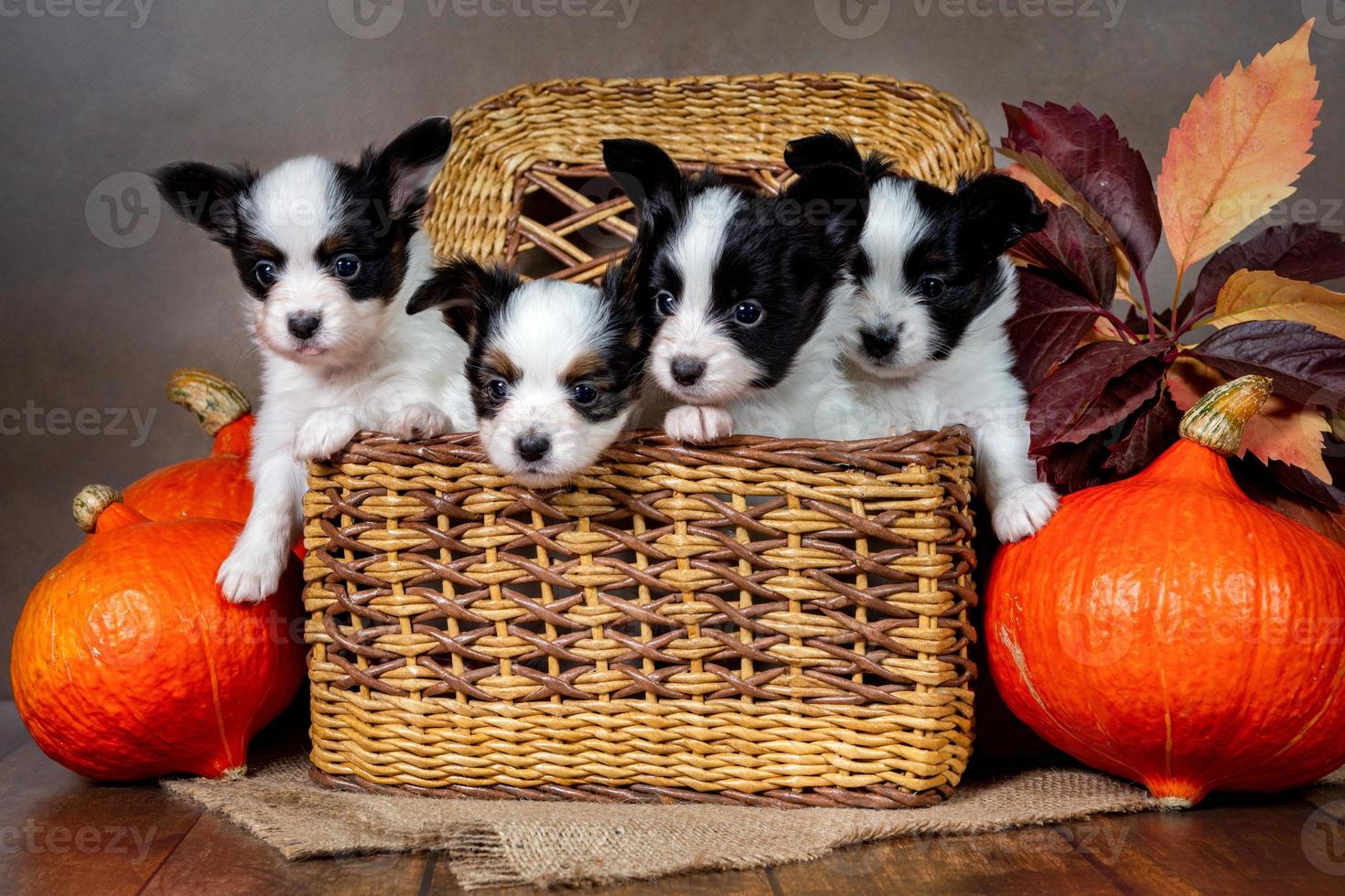 Quatre chiots papillon mignons dans un panier en osier avec des citrouilles orange photo