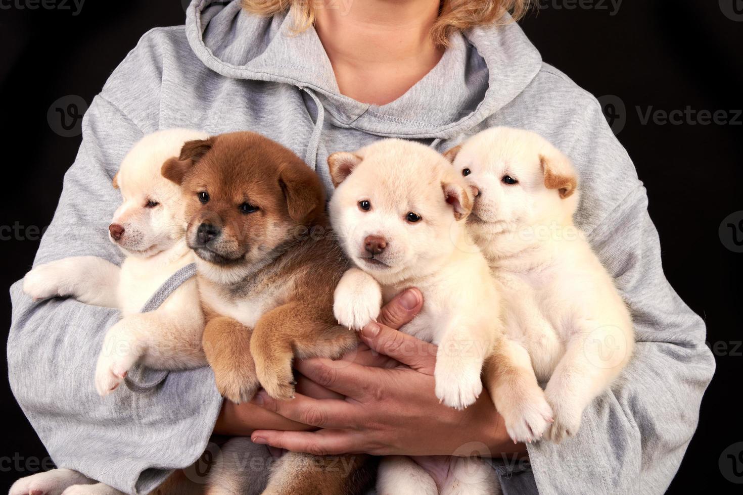 quatre adorables chiots shiba inu entre les mains d'un éleveur photo