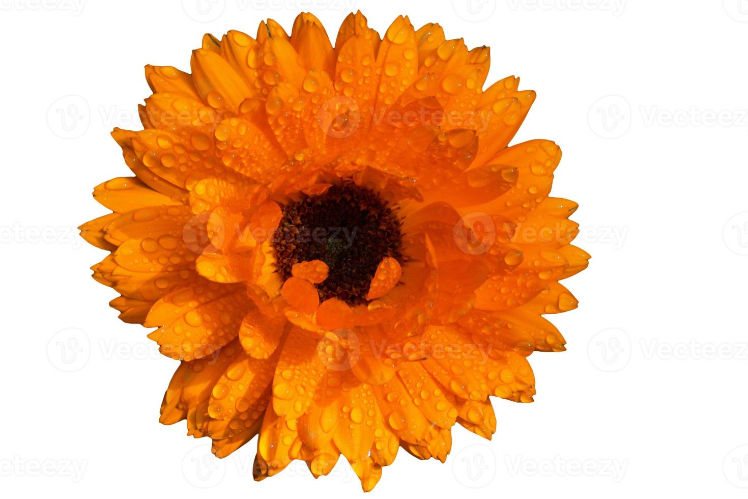 Calendula officinalis isolé sur fond blanc avec des gouttes de rosée photo