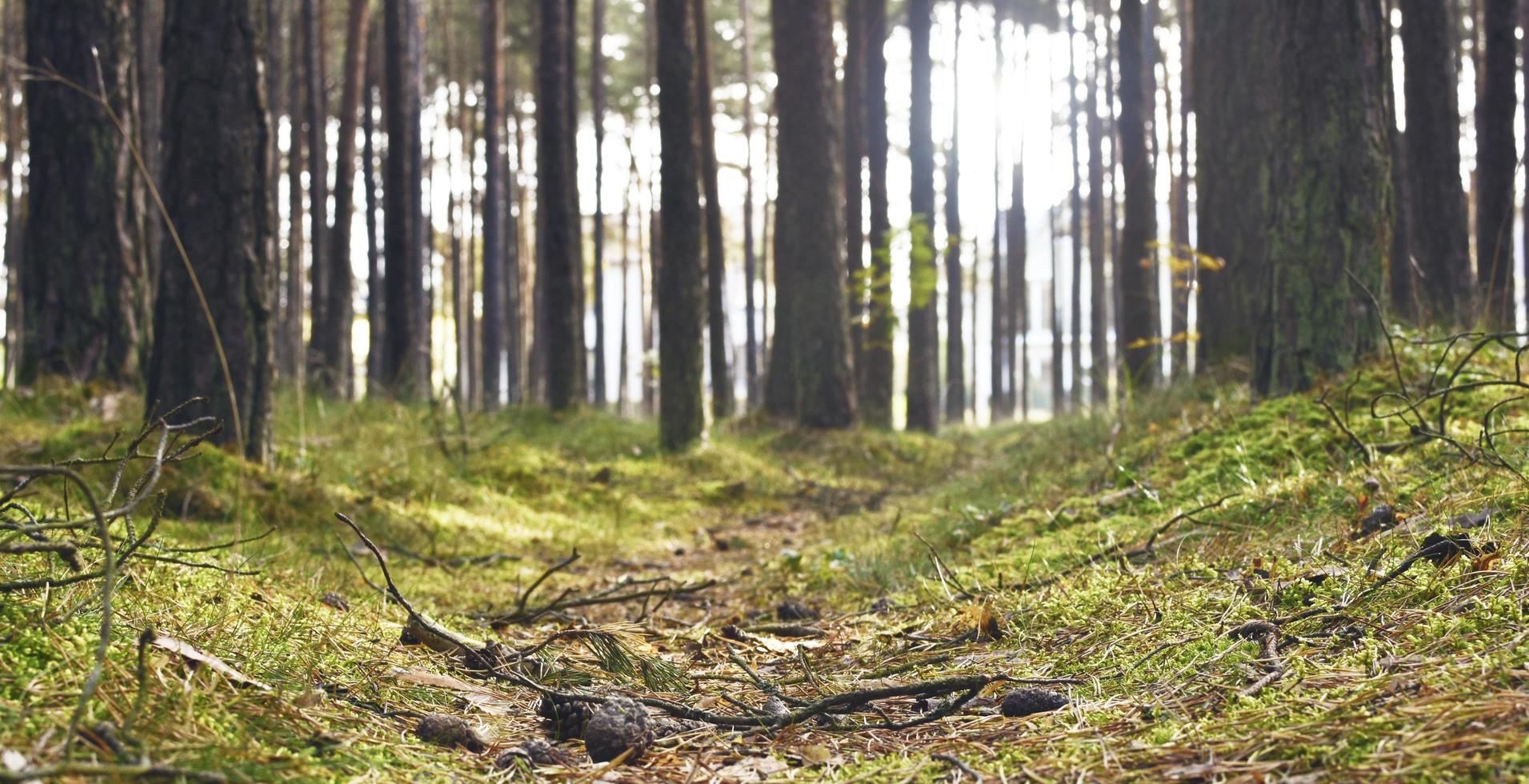 Rez-de-chaussée forêt boisée photo