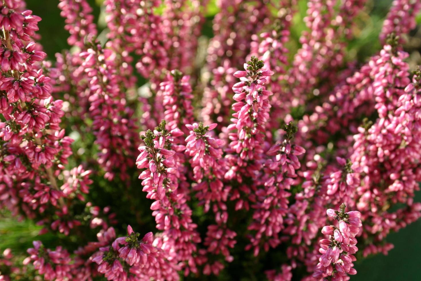 fleurs d'erika dans le jardin photo