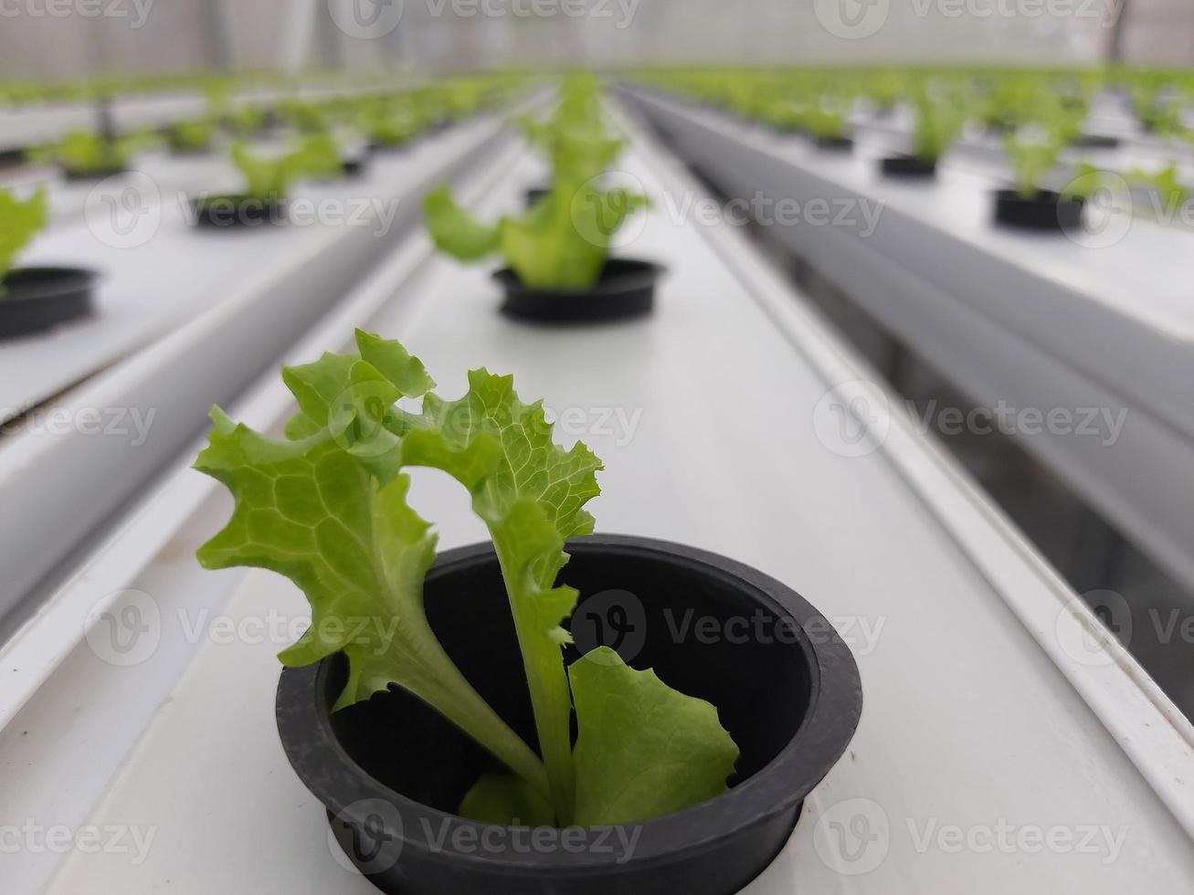 mise au point sélective de la laitue hydroponique avec arrière-plan flou. le nom scientifique est lactuca sativa. concentrez-vous sur quelques plantes devant. photo