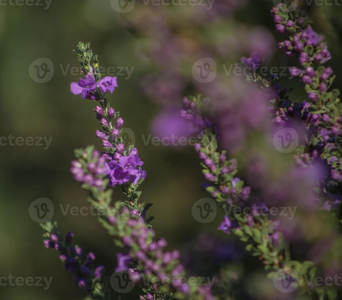 sauge du Texas. vue partielle . fermer photo