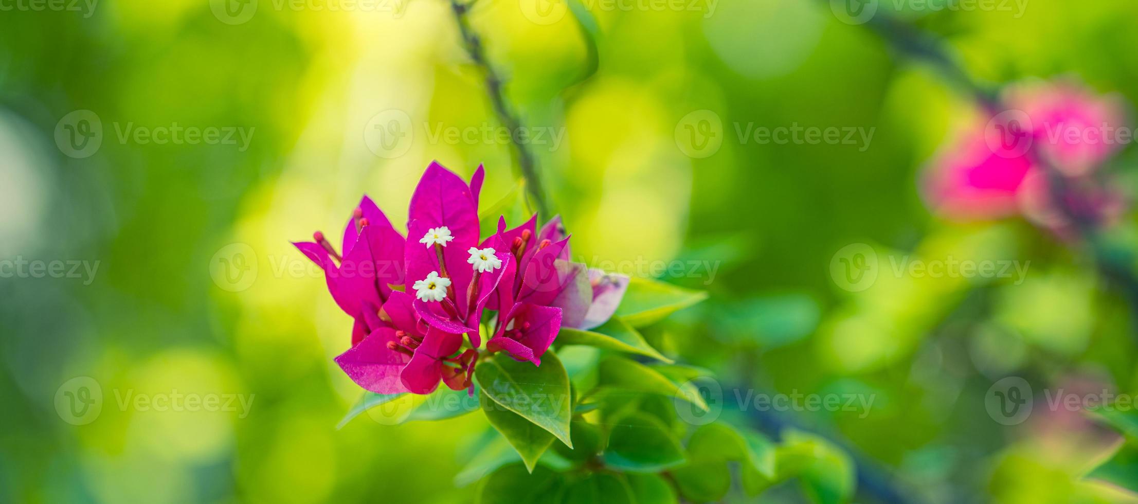 fleurs doucement roses de bougainvilliers à l'extérieur en été printemps gros plan sur fond de feuillage luxuriant vert serein avec des détails de jardin flous. délicate image de rêve abstraite comme beauté de la nature. photo