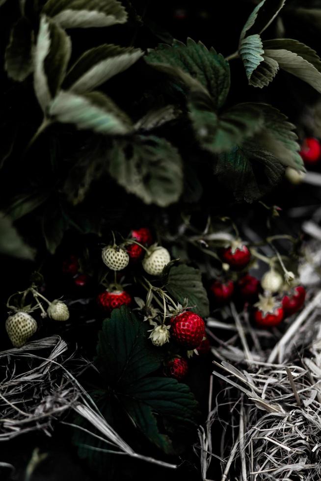 fraises poussant sur un buisson photo