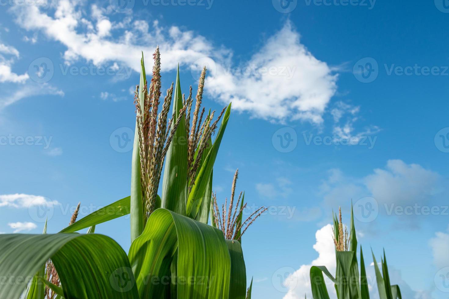verger de maïs vert frais par un beau jour de ciel bleu photo