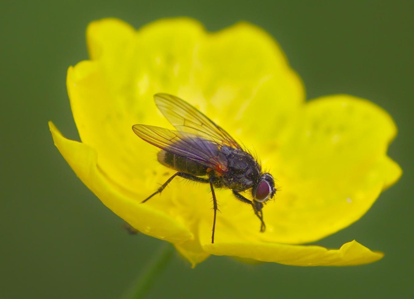 gros plan, de, a, mouche, sur, a, fleur jaune photo